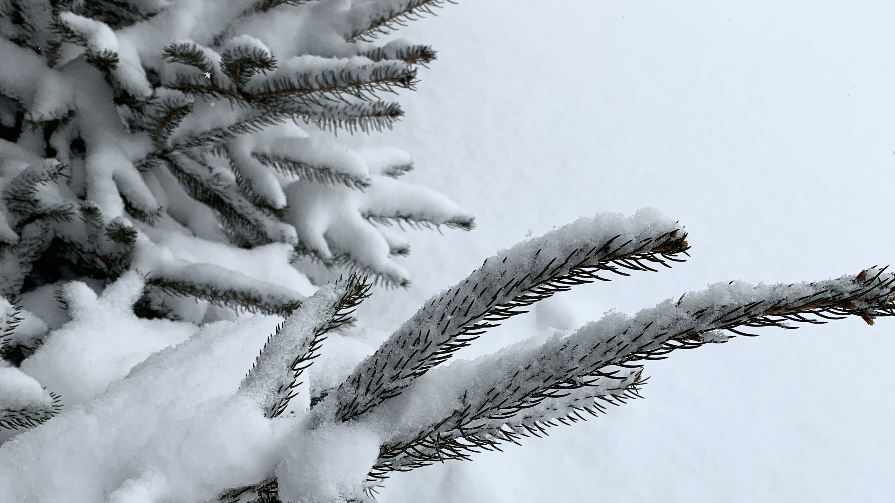 Snow on evergreen branch