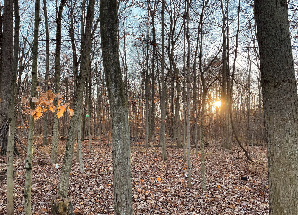 Sun shining through wooded area